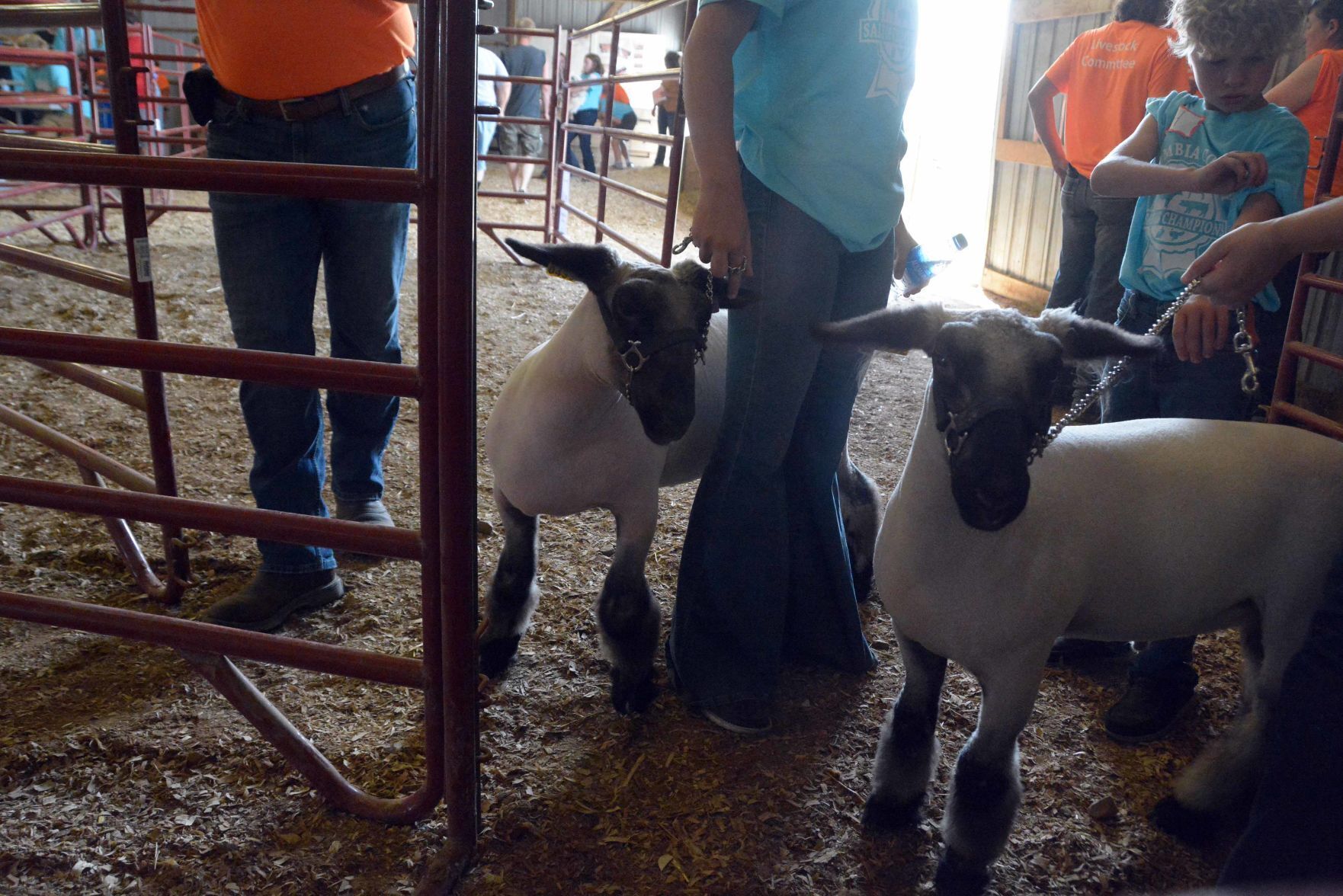 Saturday at the Columbia County Fair